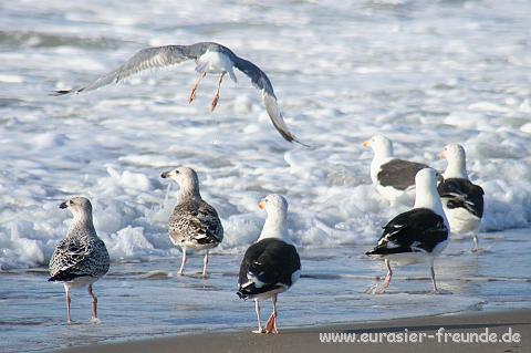 (Foto Goslar)_daenemark_2010_IMG_1290_Stenbjerg_Landingsplads.jpg - ... von den Mwen abgeschaut ...